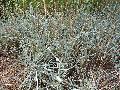 Blue Lyme Grass / Elymus arenarius glaucus 